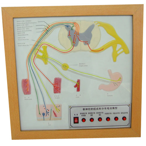 脊神經的組成和分布電動模型