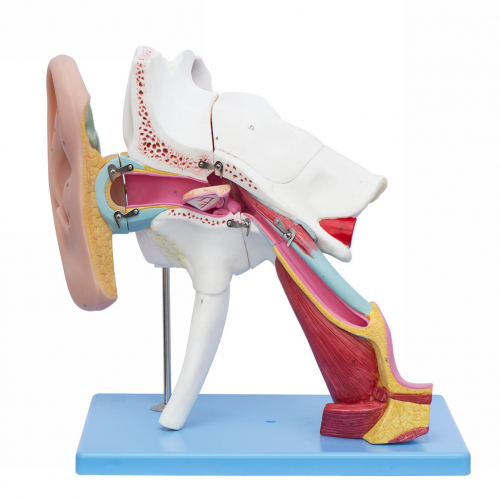耳結構放大模型