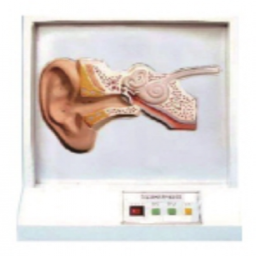 耳聽覺調節模型（聲控）