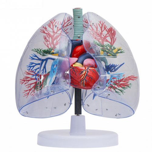 透明肺、氣管、支氣管連心臟模型