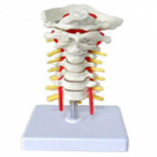枕骨頸椎和椎動脈脊神經模型