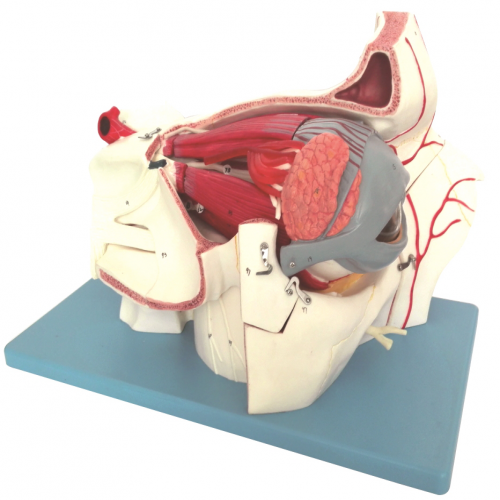 眼球與眼眶附血管神經放大模型（10部件）