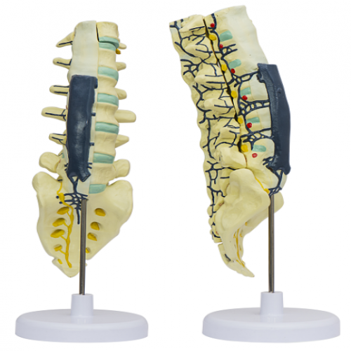 腰骶椎解剖與脊神經關系模型